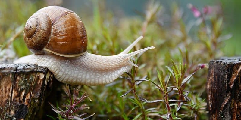 Ślimaki w ogrodzie sprawdź jak się ich pozbyć