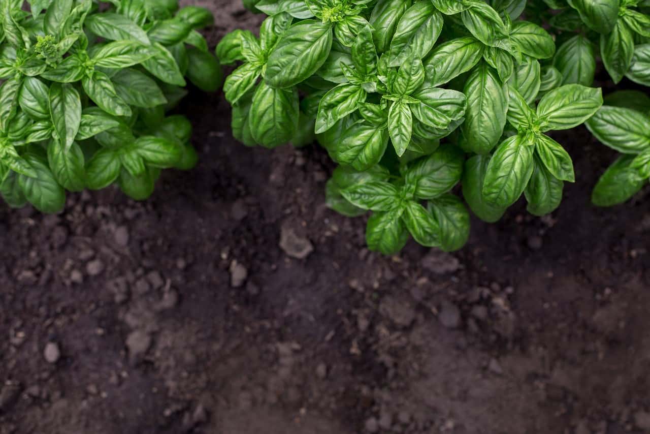 What herbs to grow in the garden?