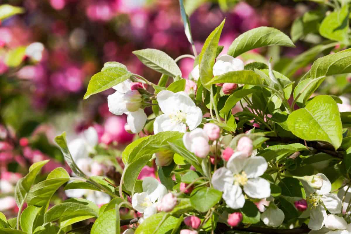 The most beautiful flowering plants for your garden