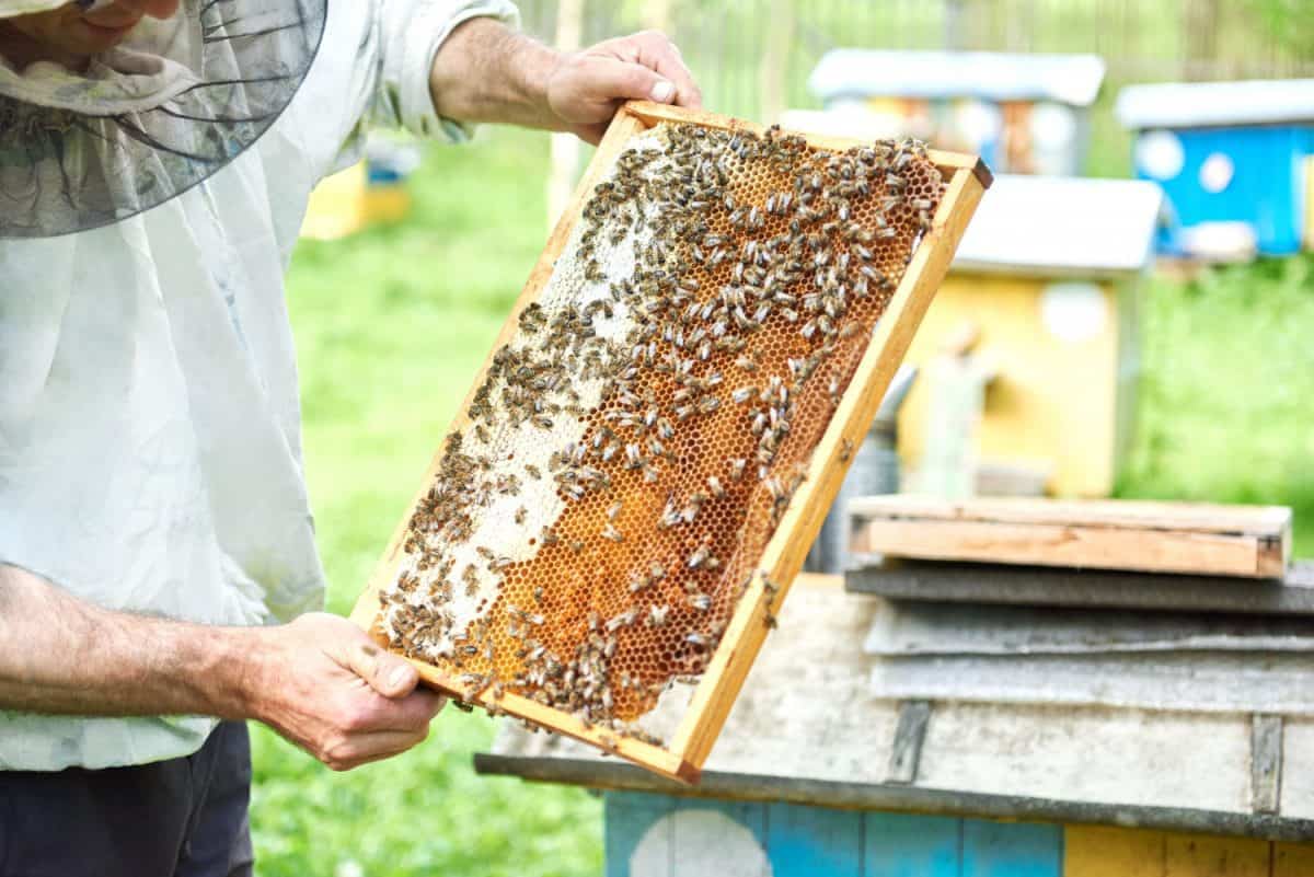 Own apiary on the plot – how to set it up?