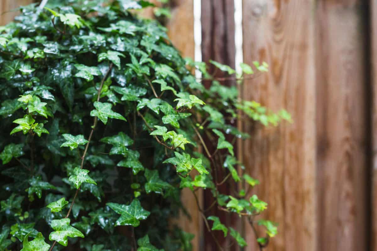 Ivy on the balcony – is it a good idea?