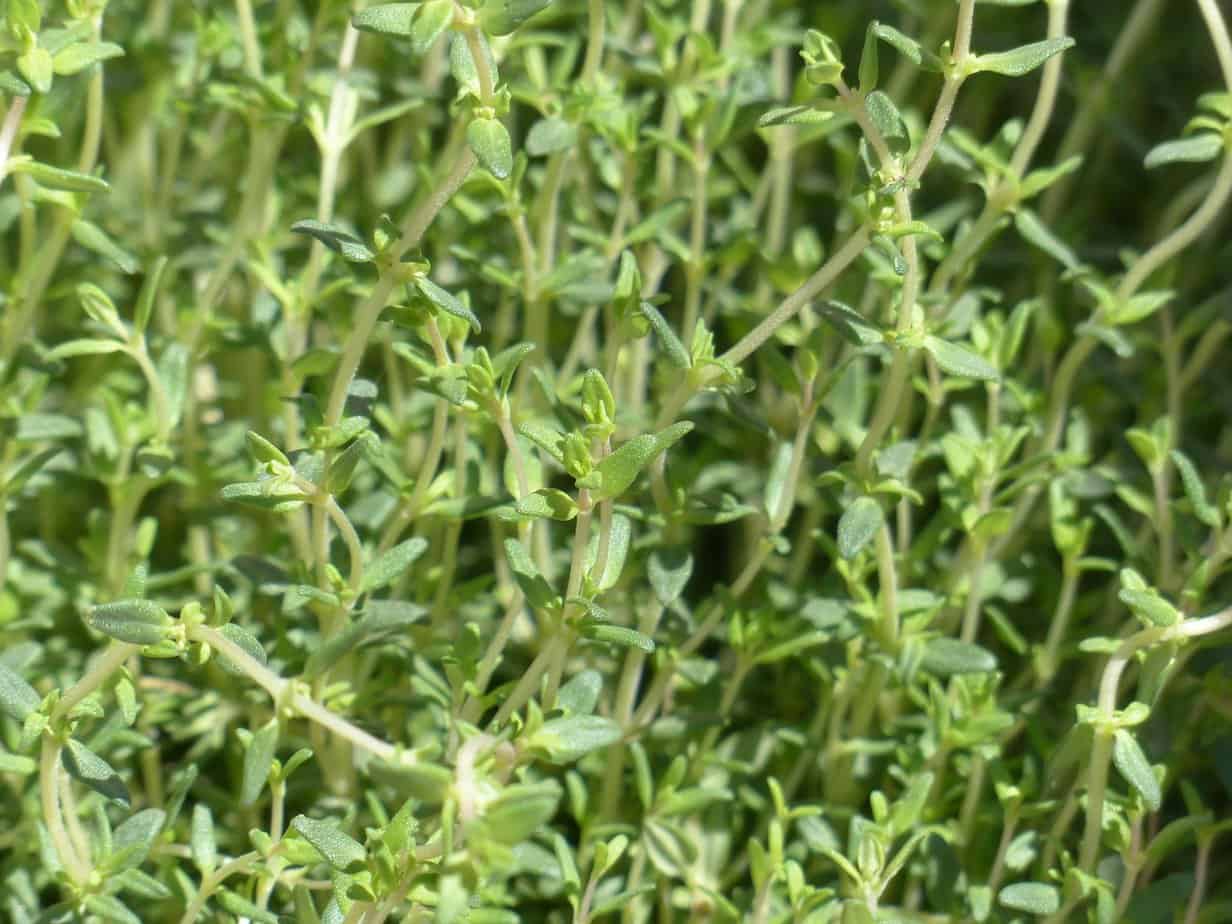 How to grow thyme on the balcony?
